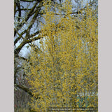 Trees ~ Cornus mas, Cornelian Cherry Dogwood ~ Dancing Oaks Nursery and Gardens ~ Retail Nursery ~ Mail Order Nursery