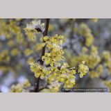 Trees ~ Cornus mas, Cornelian Cherry Dogwood ~ Dancing Oaks Nursery and Gardens ~ Retail Nursery ~ Mail Order Nursery