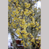 Trees ~ Cornus mas, Cornelian Cherry Dogwood ~ Dancing Oaks Nursery and Gardens ~ Retail Nursery ~ Mail Order Nursery