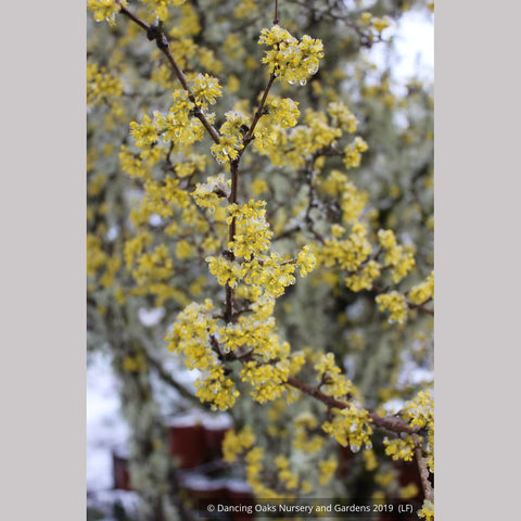Trees ~ Cornus mas, Cornelian Cherry Dogwood ~ Dancing Oaks Nursery and Gardens ~ Retail Nursery ~ Mail Order Nursery