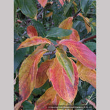 Trees ~ Cornus nuttallii 'Colrigo Giant', Western Dogwood ~ Dancing Oaks Nursery and Gardens ~ Retail Nursery ~ Mail Order Nursery