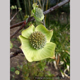 Trees ~ Cornus nuttallii 'Colrigo Giant', Western Dogwood ~ Dancing Oaks Nursery and Gardens ~ Retail Nursery ~ Mail Order Nursery