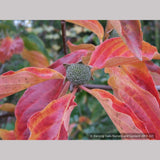 Trees ~ Cornus nuttallii 'Colrigo Giant', Western Dogwood ~ Dancing Oaks Nursery and Gardens ~ Retail Nursery ~ Mail Order Nursery