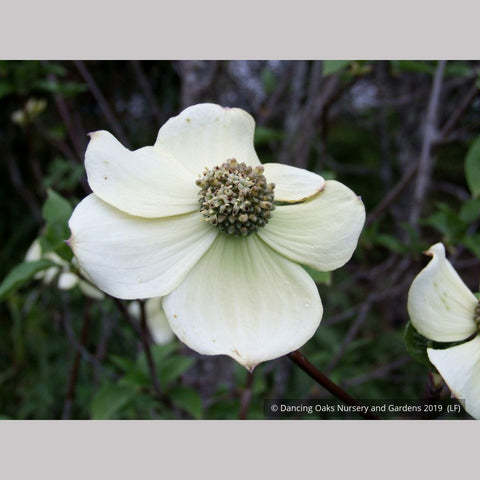 Trees ~ Cornus nuttallii 'Colrigo Giant', Western Dogwood ~ Dancing Oaks Nursery and Gardens ~ Retail Nursery ~ Mail Order Nursery