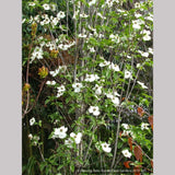 Trees ~ Cornus nuttallii 'Colrigo Giant', Western Dogwood ~ Dancing Oaks Nursery and Gardens ~ Retail Nursery ~ Mail Order Nursery