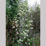 Trees ~ Cornus nuttallii 'Colrigo Giant', Western Dogwood ~ Dancing Oaks Nursery and Gardens ~ Retail Nursery ~ Mail Order Nursery
