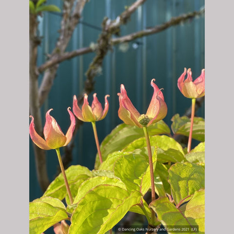 Trees ~ Cornus x Rosy Teacups® PP 26,211, Rosy Teacups Dogwood ~ Dancing Oaks Nursery and Gardens ~ Retail Nursery ~ Mail Order Nursery