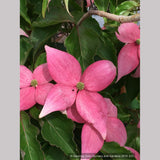 Trees ~ Cornus kousa Scarlet Fire® 'Rutpink', Scarlet Fire Dogwood ~ Dancing Oaks Nursery and Gardens ~ Retail Nursery ~ Mail Order Nursery