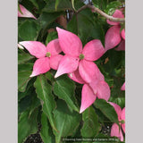 Trees ~ Cornus kousa Scarlet Fire® 'Rutpink', Scarlet Fire Dogwood ~ Dancing Oaks Nursery and Gardens ~ Retail Nursery ~ Mail Order Nursery