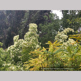 Cornus kousa 'Snowy Peak', Snowy Peak Dogwood, No shipping FL