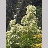 Cornus kousa 'Snowy Peak', Snowy Peak Dogwood, No shipping FL
