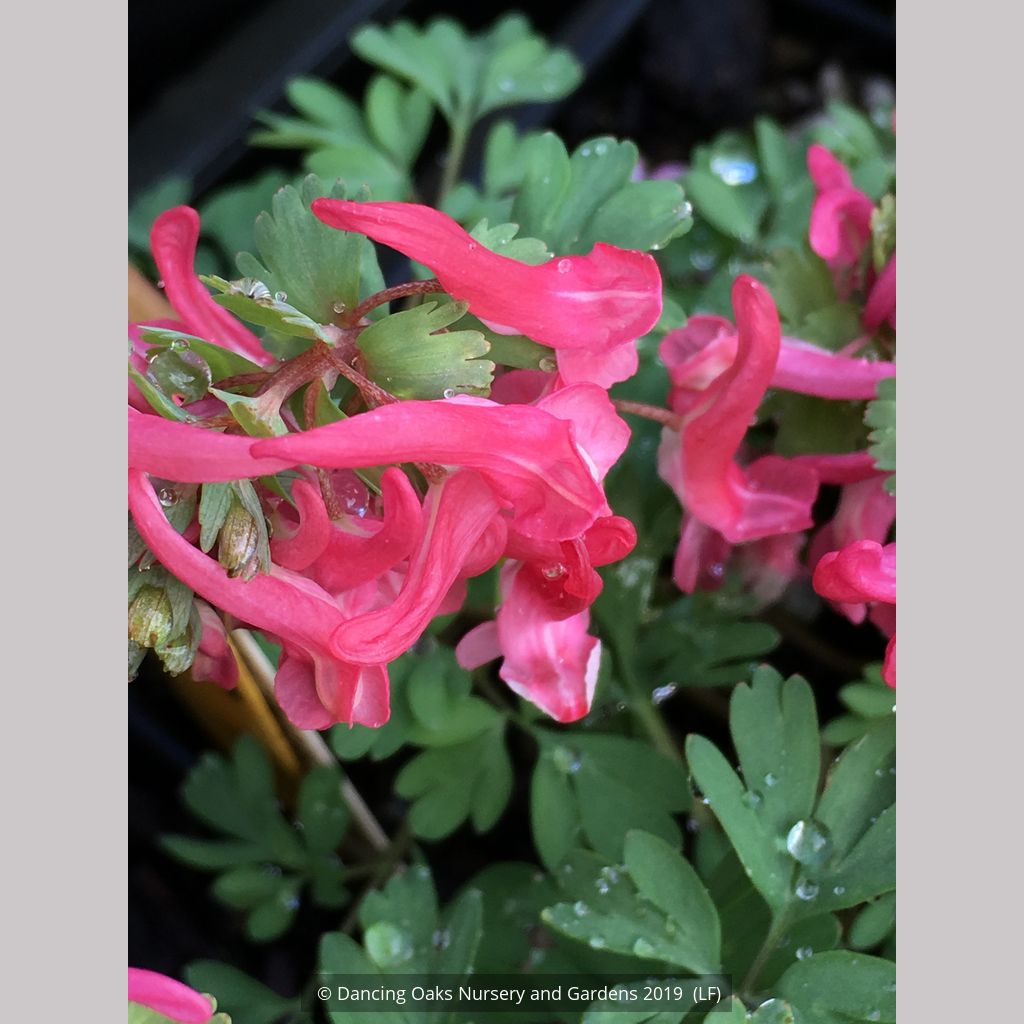 Corydalis solida 'Beth Evans', Fumewort