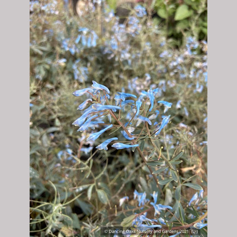 Perennials ~ Corydalis flexuosa 'Porcelain Blue' ~ Dancing Oaks Nursery and Gardens ~ Retail Nursery ~ Mail Order Nursery