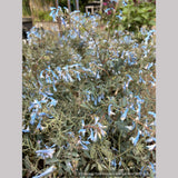 Perennials ~ Corydalis flexuosa 'Porcelain Blue' ~ Dancing Oaks Nursery and Gardens ~ Retail Nursery ~ Mail Order Nursery