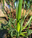 Albuca spiralis 'Frizzle Sizzle'®