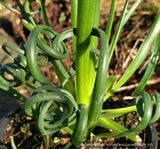 Albuca spiralis 'Frizzle Sizzle'®