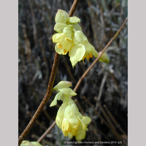 Shrubs ~ Corylopsis pauciflora, Buttercup Winter Hazel ~ Dancing Oaks Nursery and Gardens ~ Retail Nursery ~ Mail Order Nursery