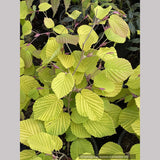 Corylopsis spicata 'Golden Spring', Winter Hazel