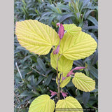 Shrubs ~ Corylopsis spicata 'Golden Spring', Winter Hazel ~ Dancing Oaks Nursery and Gardens ~ Retail Nursery ~ Mail Order Nursery