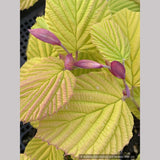Shrubs ~ Corylopsis spicata 'Golden Spring', Winter Hazel ~ Dancing Oaks Nursery and Gardens ~ Retail Nursery ~ Mail Order Nursery