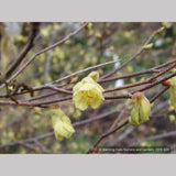 Shrubs ~ Corylopsis pauciflora, Buttercup Winter Hazel ~ Dancing Oaks Nursery and Gardens ~ Retail Nursery ~ Mail Order Nursery