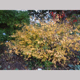 Shrubs ~ Corylopsis pauciflora, Buttercup Winter Hazel ~ Dancing Oaks Nursery and Gardens ~ Retail Nursery ~ Mail Order Nursery