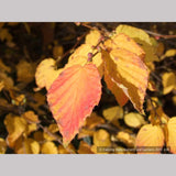 Shrubs ~ Corylopsis pauciflora, Buttercup Winter Hazel ~ Dancing Oaks Nursery and Gardens ~ Retail Nursery ~ Mail Order Nursery