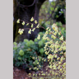 Shrubs ~ Corylopsis pauciflora, Buttercup Winter Hazel ~ Dancing Oaks Nursery and Gardens ~ Retail Nursery ~ Mail Order Nursery