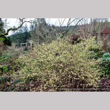 Shrubs ~ Corylopsis pauciflora, Buttercup Winter Hazel ~ Dancing Oaks Nursery and Gardens ~ Retail Nursery ~ Mail Order Nursery