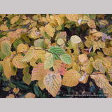 Shrubs ~ Corylopsis pauciflora, Buttercup Winter Hazel ~ Dancing Oaks Nursery and Gardens ~ Retail Nursery ~ Mail Order Nursery