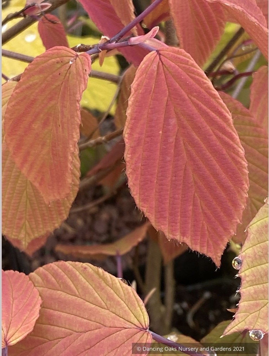 Corylopsis willmottiae (syn. sinensis) 'Spring Purple', Winter Hazel