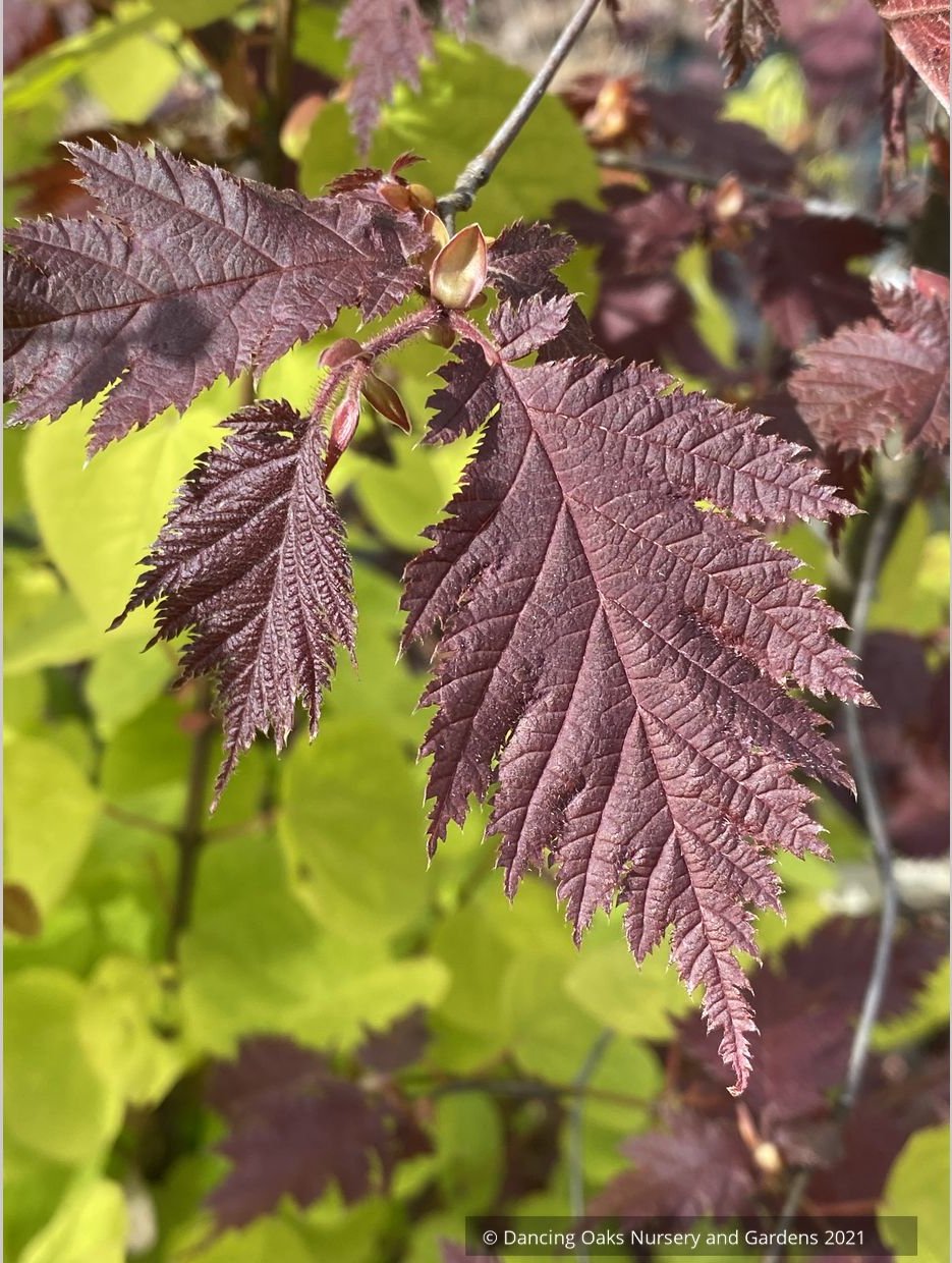 Corylus avellana 'Burgundy Lace' PP28216, Burgundy Lace European Filbert