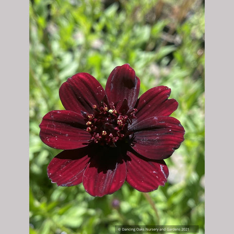 Cosmos atrosanguineus 'Choca Mocha', Chocolate Cosmos