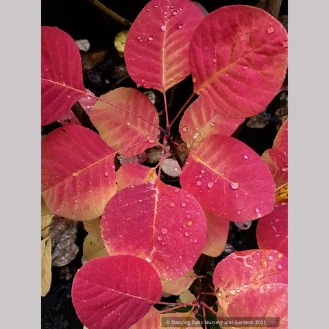 Cotinus obovatus, American Smoke Tree