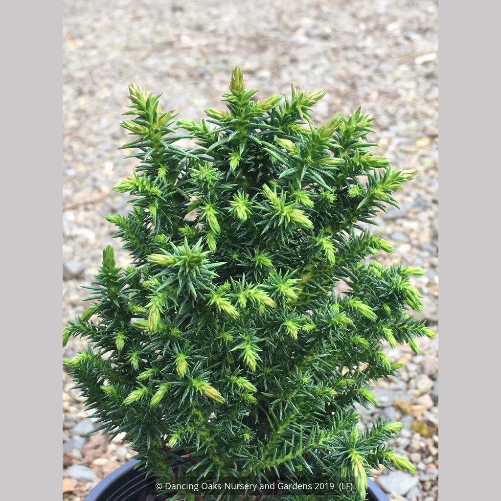Cryptomeria japonica 'Vilmoriniana', Vilmorin's Japanese Cedar