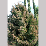 Trees ~ Cryptomeria japonica 'Dense Jade', Japanese Cedar ~ Dancing Oaks Nursery and Gardens ~ Retail Nursery ~ Mail Order Nursery