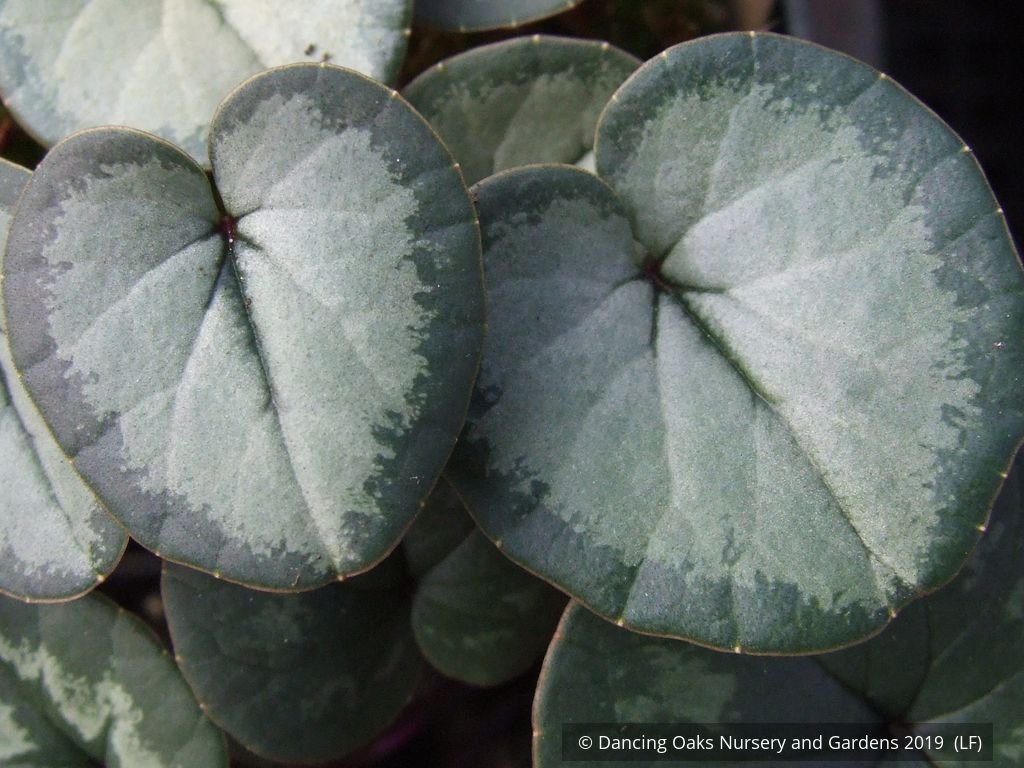 Bulbs & Tubers ~ Cyclamen coum 'Silver Form', Hardy Cyclamen ~ Dancing Oaks Nursery and Gardens ~ Retail Nursery ~ Mail Order Nursery