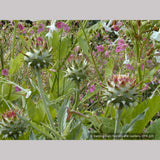 Perennials ~ Cynara cardunculus, Cardoon ~ Dancing Oaks Nursery and Gardens ~ Retail Nursery ~ Mail Order Nursery