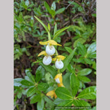 Cypripedium californicum, California Lady's Slipper