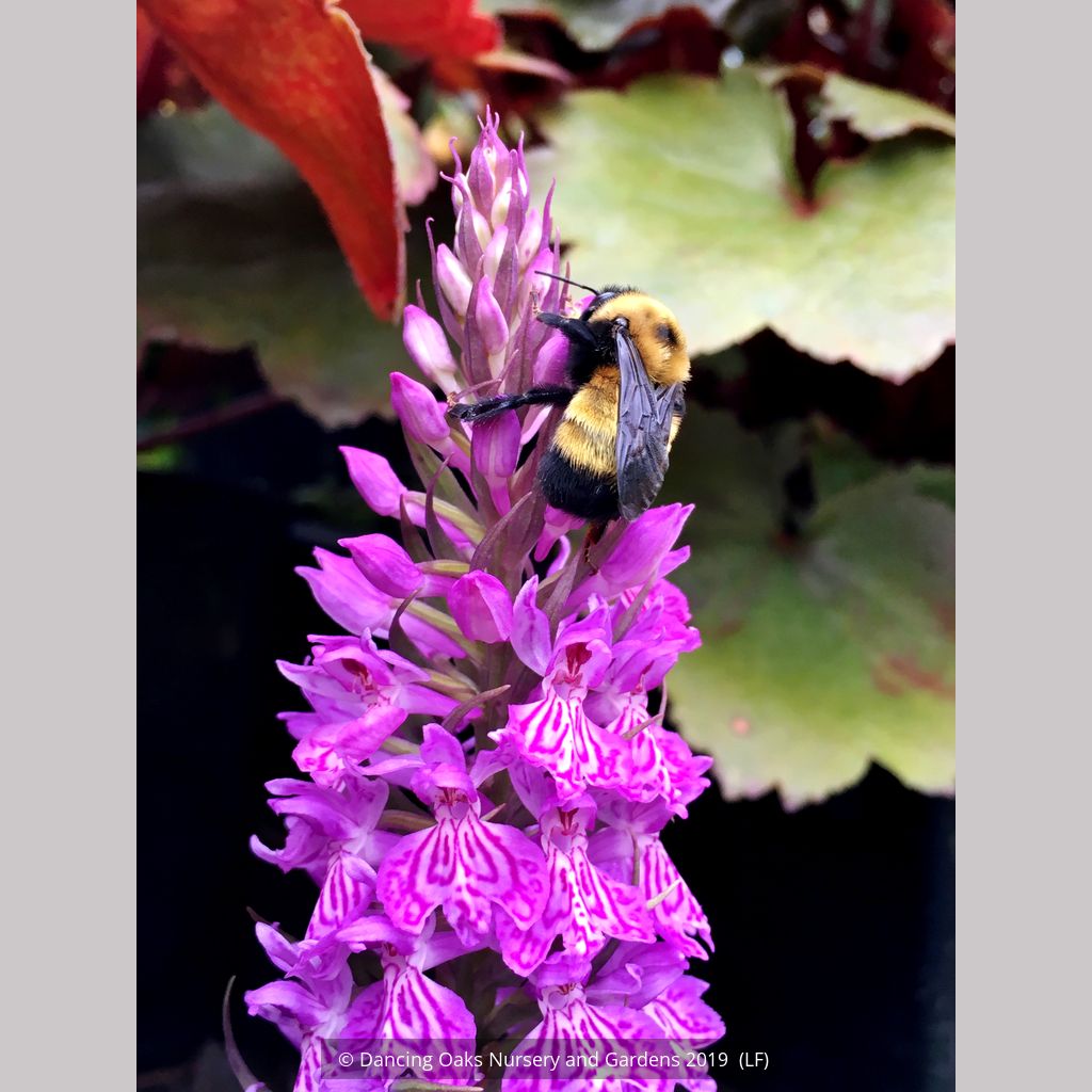 Dactylorhiza hybrid (McKenzie), Hardy Orchid – Dancing Oaks