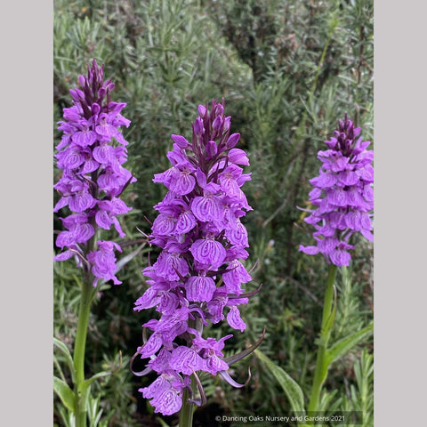Dactylorhiza fuchsii 'Purple Python', Hardy Orchid