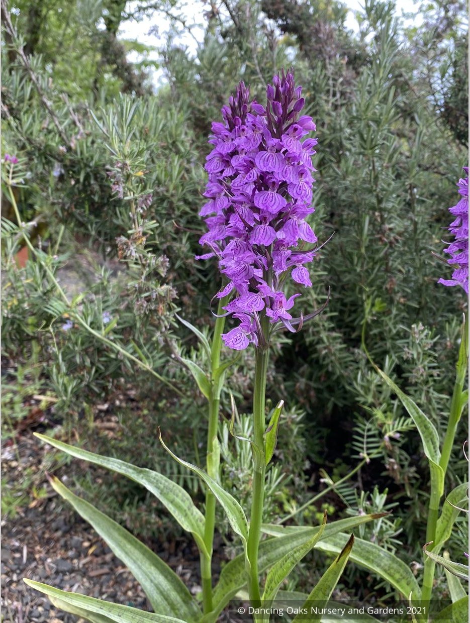 Dactylorhiza fuchsii 'Purple Python', Hardy Orchid