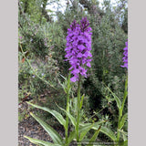 Dactylorhiza fuchsii 'Purple Python', Hardy Orchid