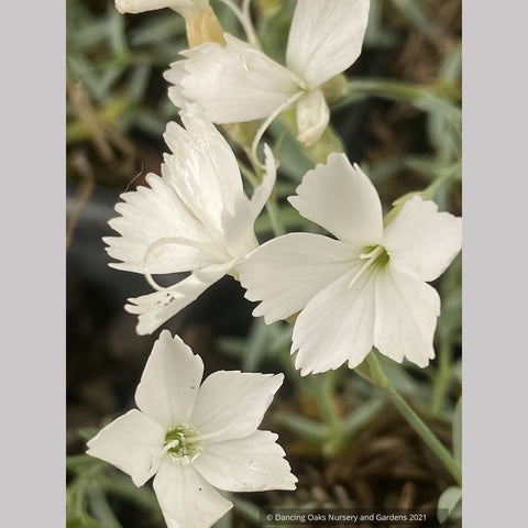 Dianthus 'White Crown'