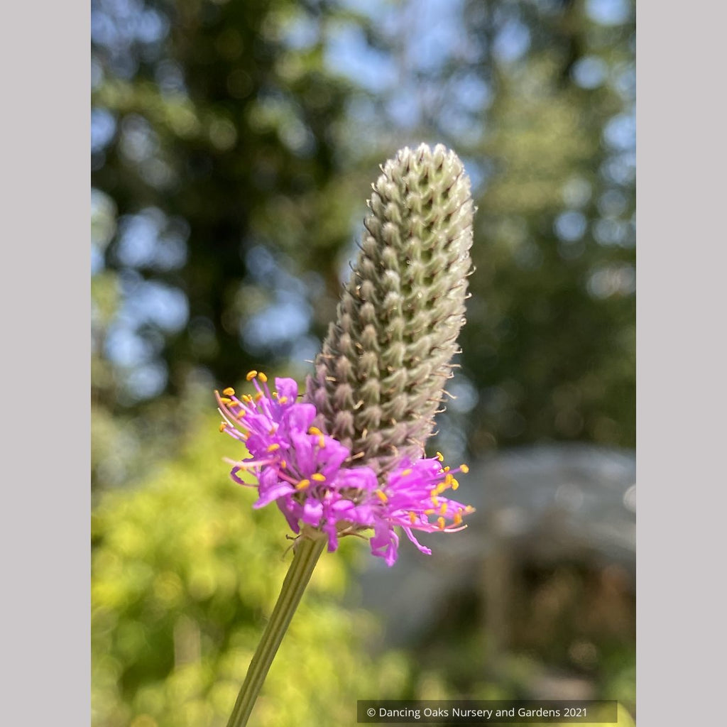 Dalea purpurea, Purple Prairie Clover – Dancing Oaks Nursery and Gardens