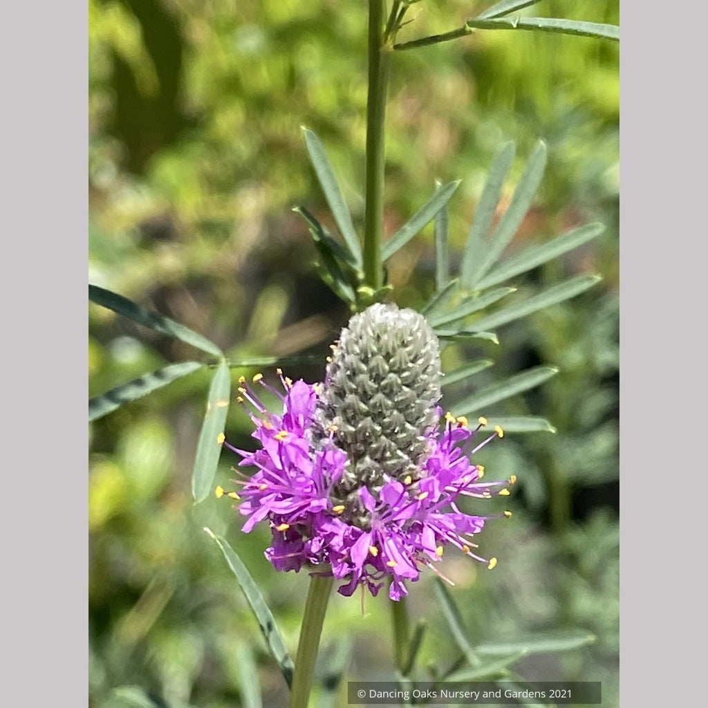 Dalea purpurea, Purple Prairie Clover – Dancing Oaks Nursery and