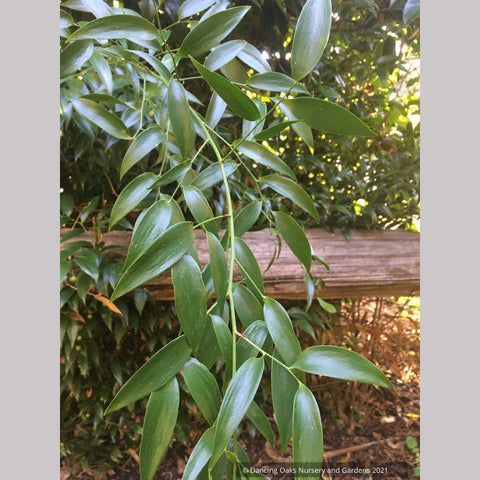 Danae racemosa, Poet's Laurel or Alexandrian Laurel