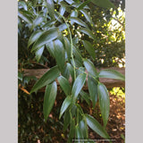 Danae racemosa, Poet's Laurel or Alexandrian Laurel