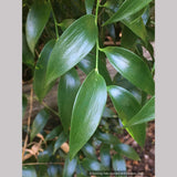 Danae racemosa, Poet's Laurel or Alexandrian Laurel