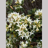 Daphne kurdica (syn. Daphne oleoides var. kurdica), Turkish Daphne